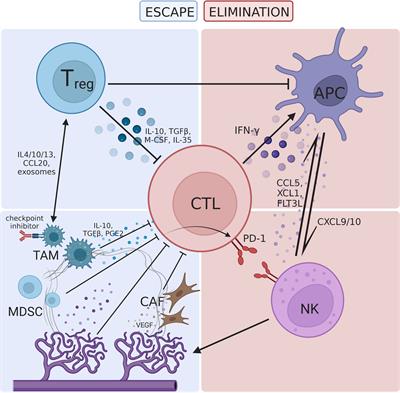 Molecular mechanisms of immunotherapy resistance in triple-negative breast cancer